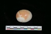 藏品(相模灣玉螺)的圖片